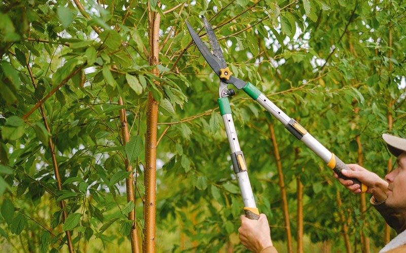 Tree trimming in Howe, IN